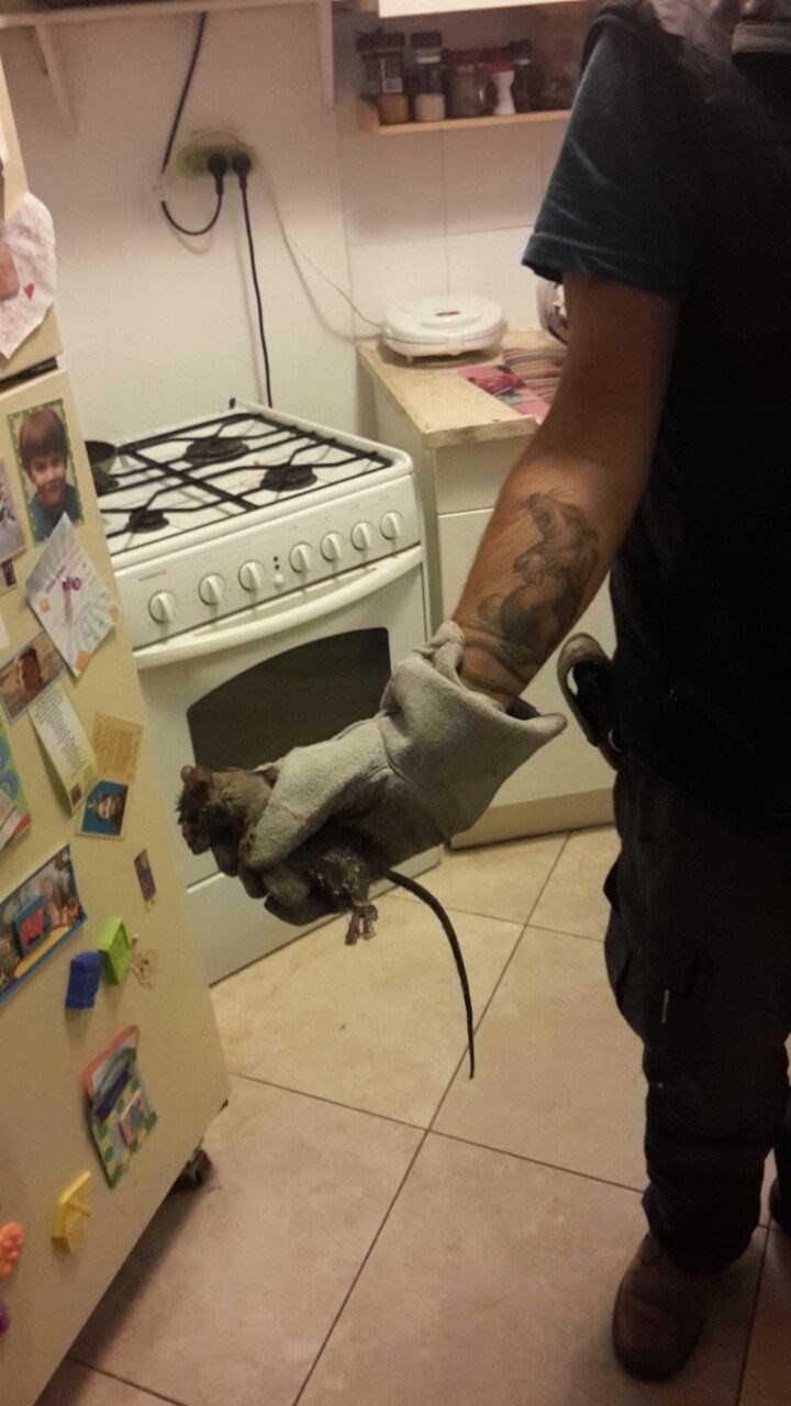 איתי הלוכד - מחזיק חולדה ביד עם כפפה איתי הלוכד - מחזיק חולדה ביד עם כפפה