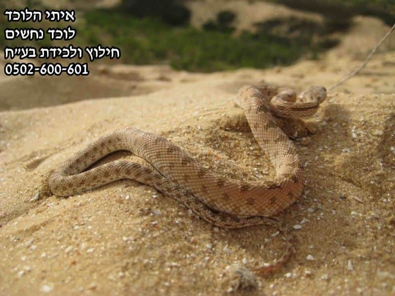 איתי הלוכד - נחש מטבעון מדבר