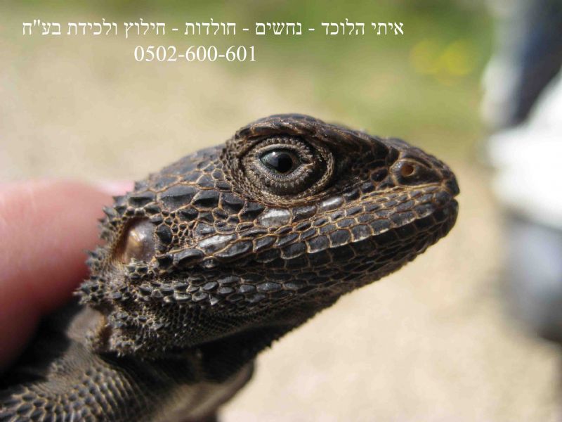 איתי מחזיק חרדון מצוי