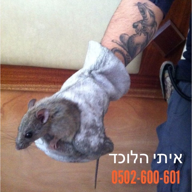 איתי הלוכד מחזיק חולדה עם כפפה