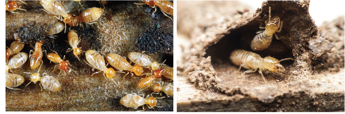 איתי הלוכד - טרמיטים 