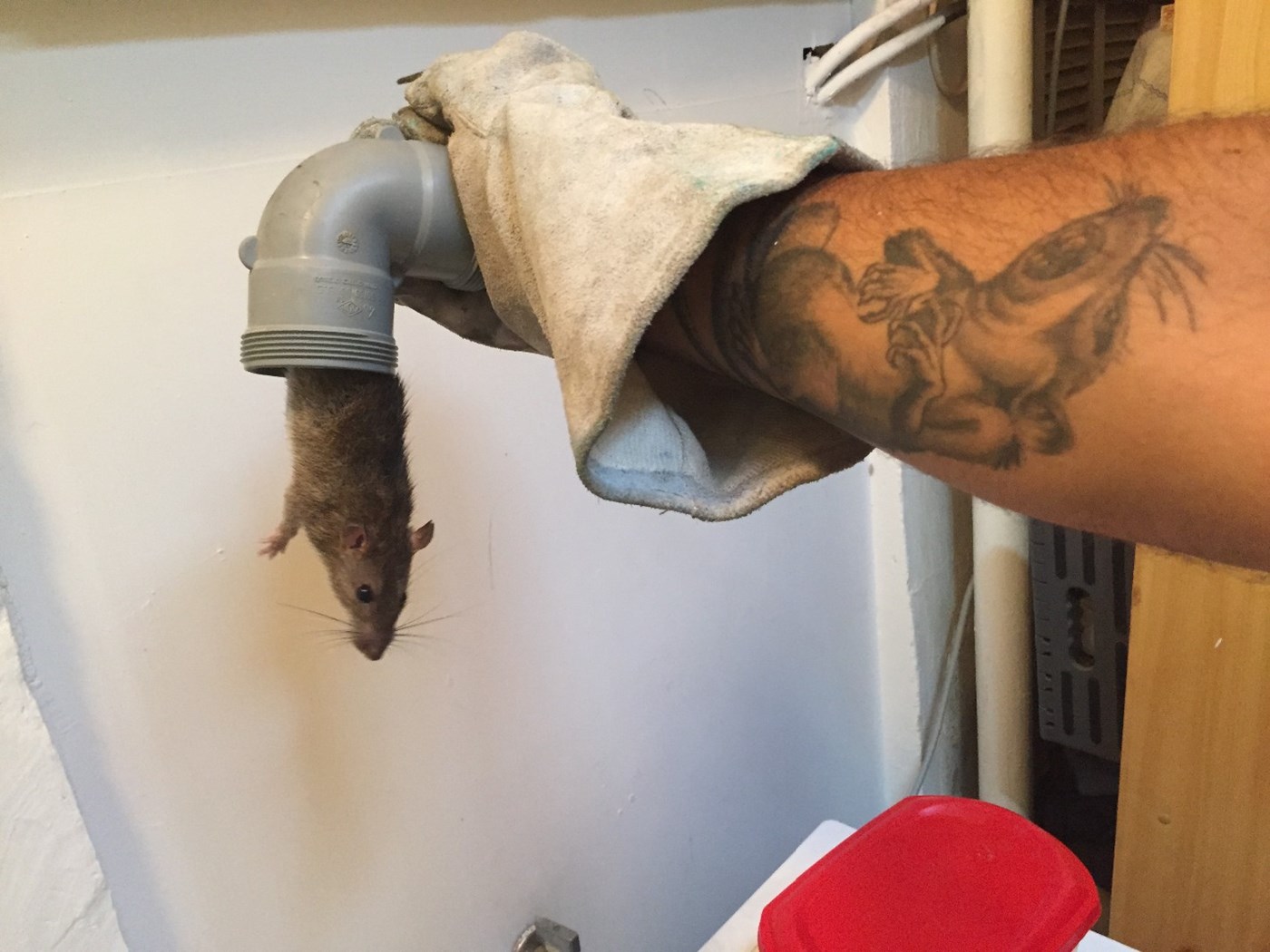 איתי הלוכד לכידת חולדה בתוך צינור ביוב