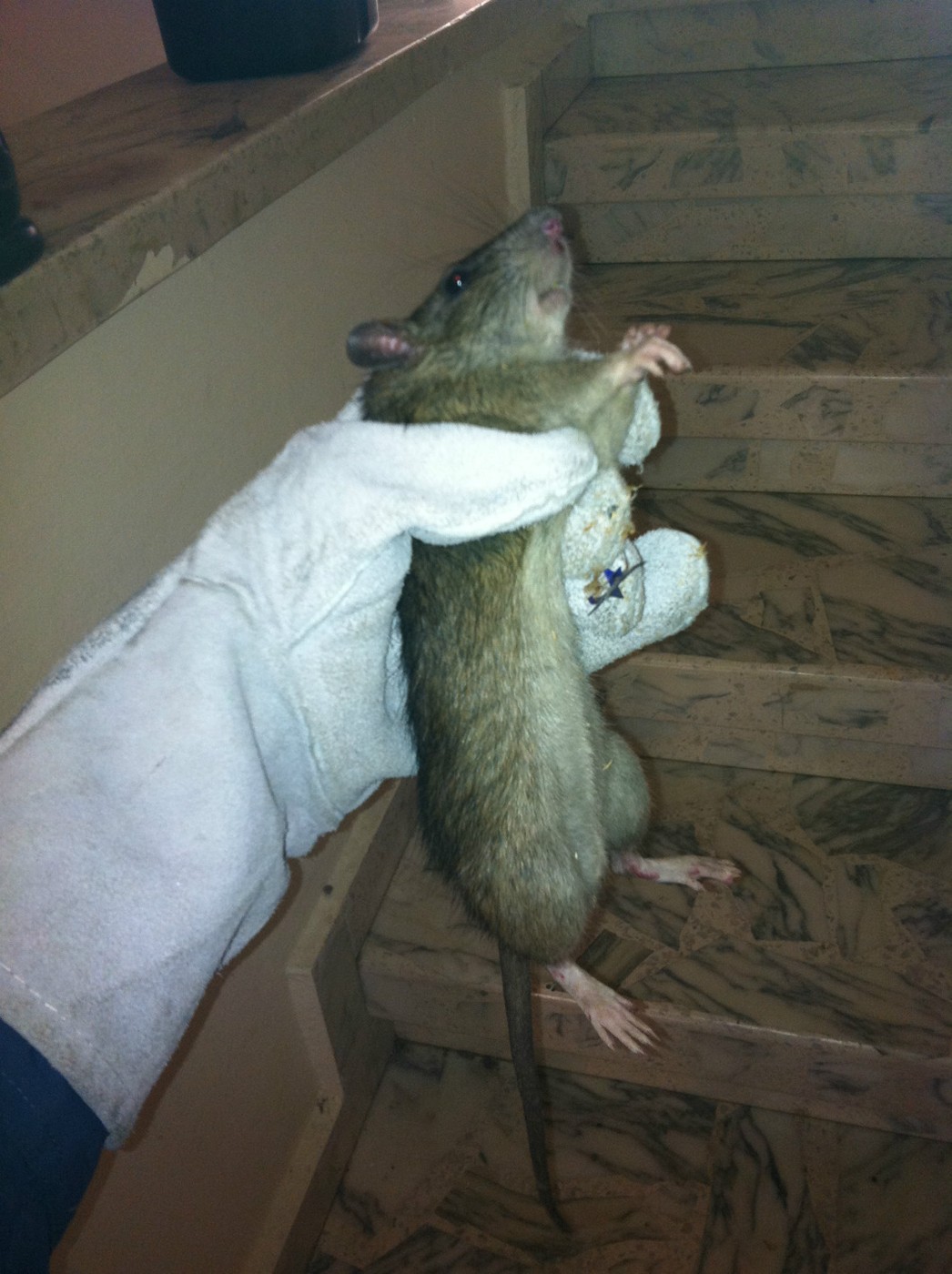 איתי הלוכד - מחזיק חולדה ביד עם כפפה