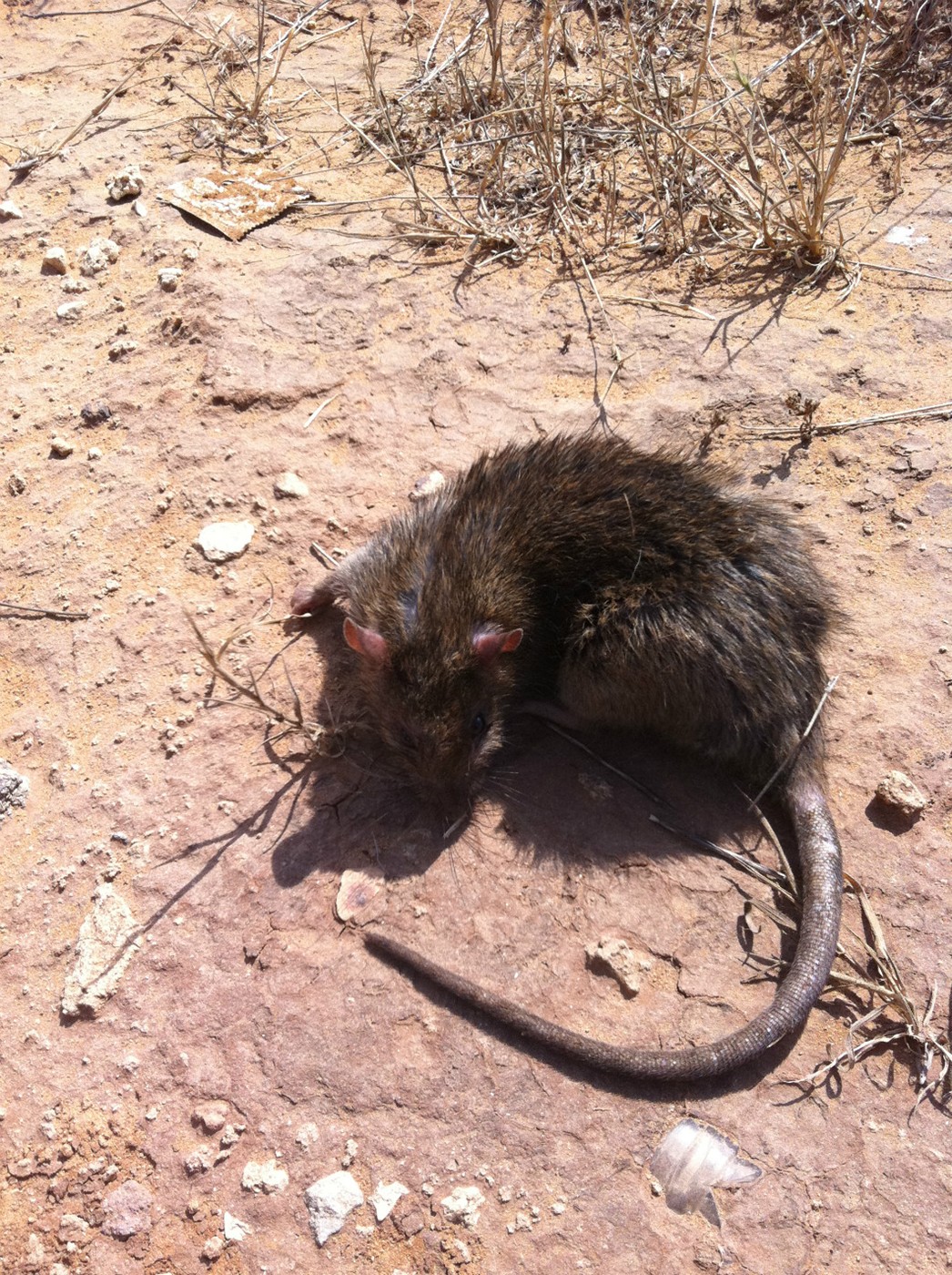 איתי הלוכד - חולדת חוף , חולדה נורבגית בשדה