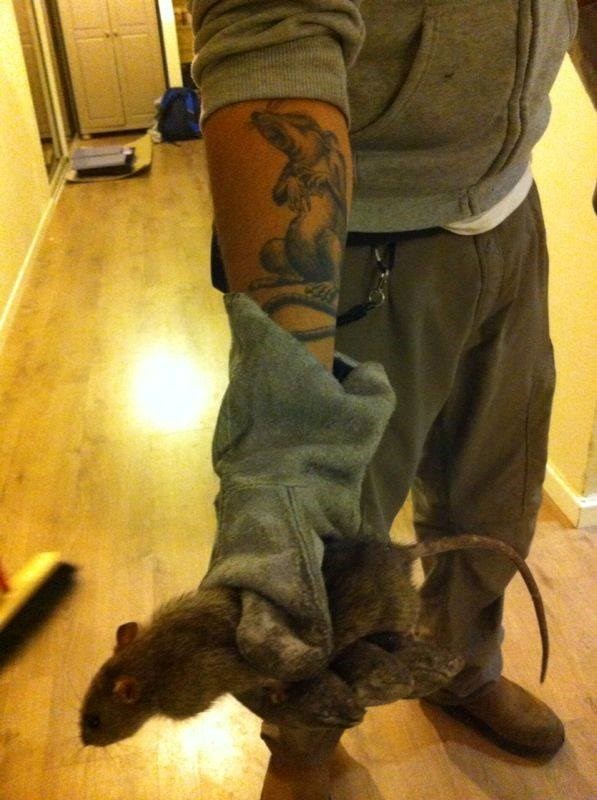 איתי הלוכד - מחזיק חולדה ביד עם כפפה