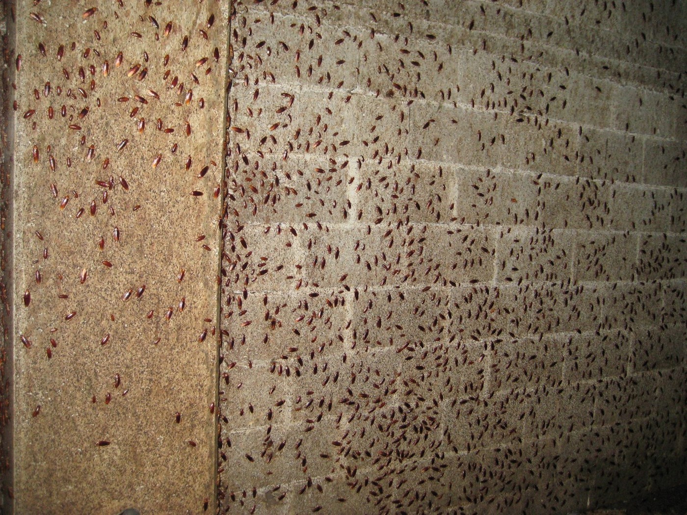 איתי הלוכד - תיקנים אמריקאים על קיר , נגיעות גבוהה