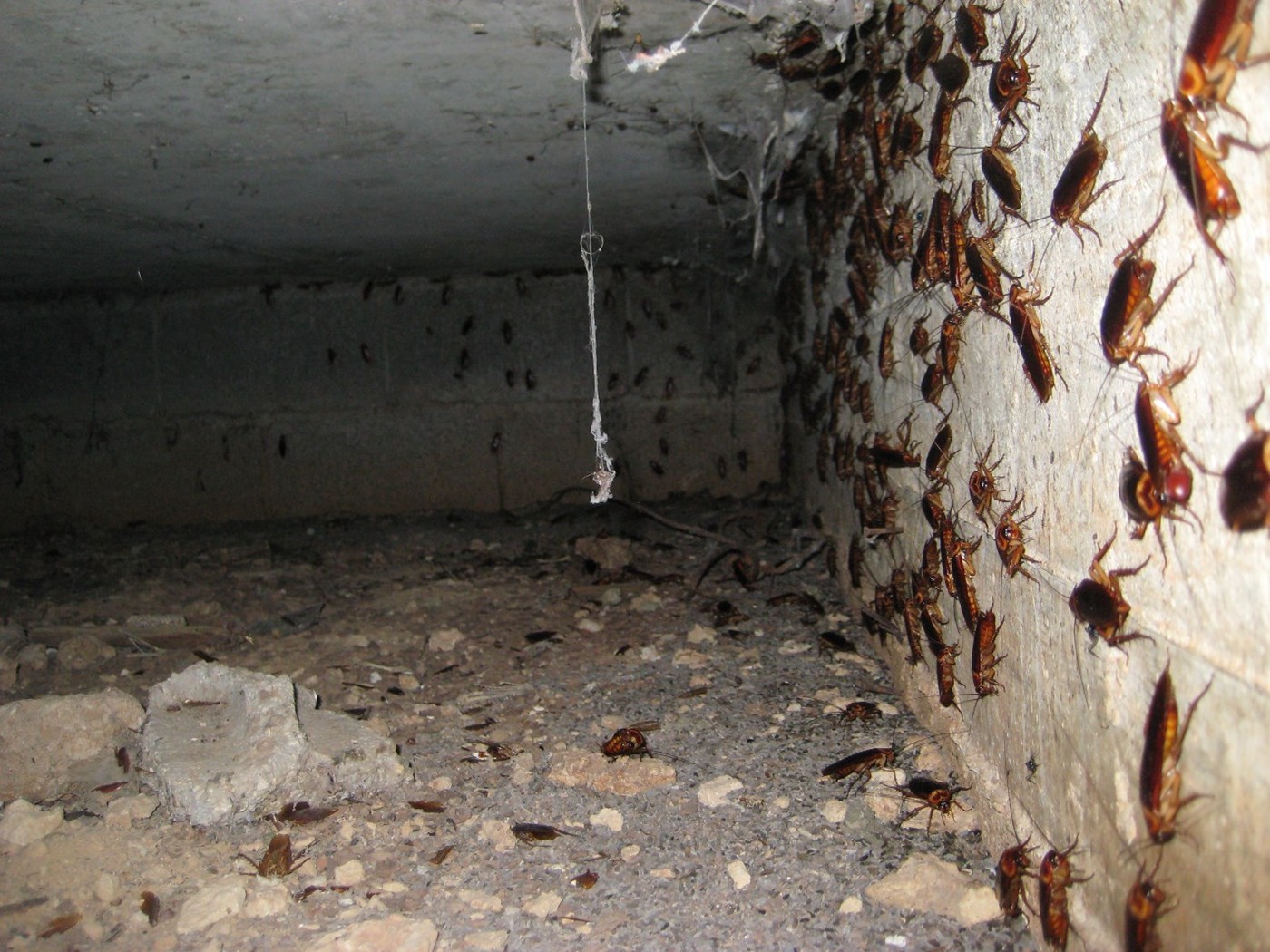 איתי הלוכד - תיקנים אמריקאים על קיר ג'וקים