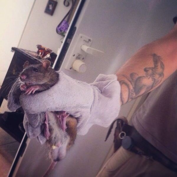 איתי הלוכד - מחזיק חולדה ביד עם כפפה